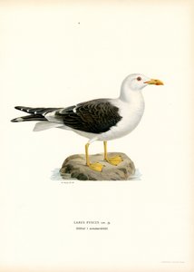 Lesser Black-backed Gull