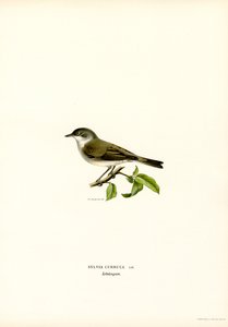 Lesser Whitethroat by Magnus Ferdinand and Wilhelm von Wright
