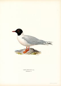 Little Gull