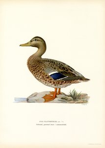 Mallard
