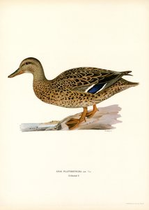 Mallard