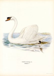Mute Swan