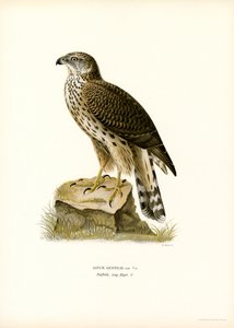 Northern Goshawk