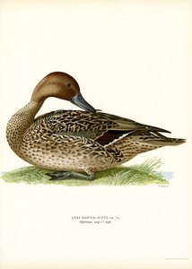 Northern Pintail