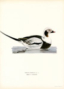 Oldsquaw Duck