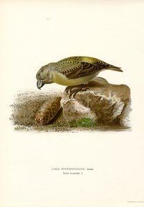 Parrot Crossbill by Magnus Ferdinand and Wilhelm von Wright