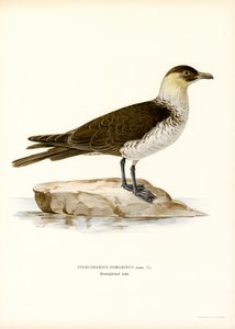 Pomarine Skua