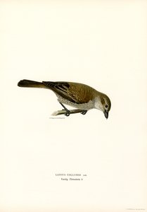 Red-backed Shrike by Magnus Ferdinand and Wilhelm von Wright