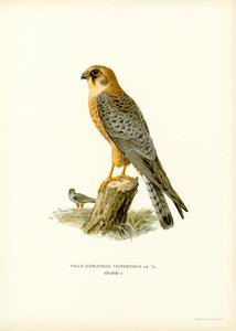 Red-footed Falcon