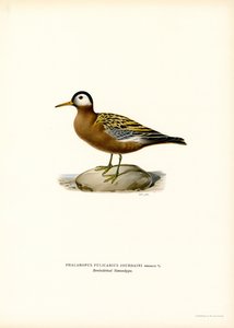 Red Phalarope by Magnus Ferdinand and Wilhelm von Wright