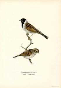 Reed Bunting by Magnus Ferdinand and Wilhelm von Wright