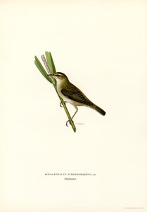 Sedge Warbler