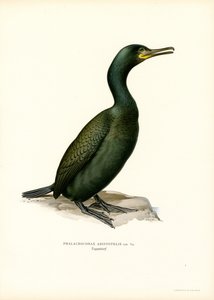 Shag