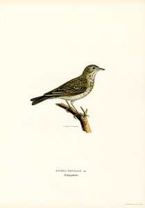 Tree Pipit by Magnus Ferdinand and Wilhelm von Wright