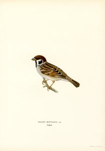 Tree Sparrow by Magnus Ferdinand and Wilhelm von Wright