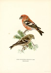 Two-barred Crossbill