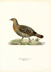 Western Capercaillie by Magnus Ferdinand and Wilhelm von Wright