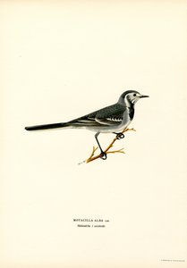 White Wagtail by Magnus Ferdinand and Wilhelm von Wright