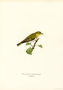 Wood Warbler