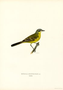 Yellow Wagtail