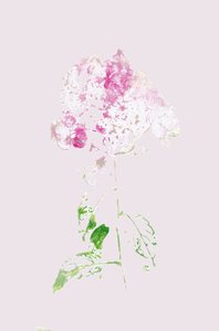 Abstract Pink Bloom