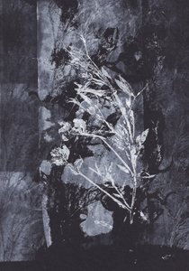 Black Nature