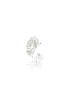 Delicate Leaf Veins