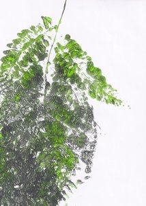 Organic Green Fern