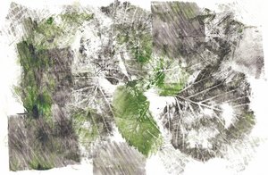 Organic Leaf Impressions