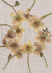 Pressed Flower Wreath by Maira Ribena