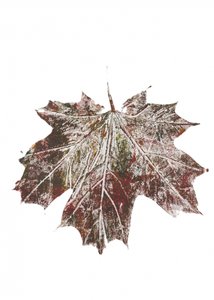 Rustic Autumn Maple Leaf by Maira Ribena