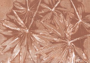 Rustic Leaf Impressions