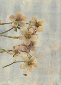 Soft Blue Pressed Blooms by Maira Ribena