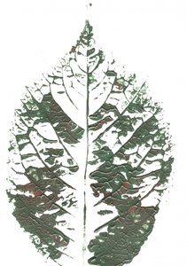 Textured Green Leaf by Maira Ribena