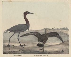 Blue Crane, Hudsonian Godwit, litho by Childs and Inman, from 