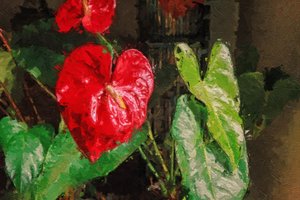 Large Red Heart Shaped Anthurium by Mano Chandra Dhas