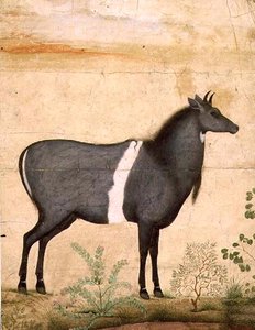 Nilgai (blue cow)
