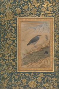 Diving Dipper and Other Birds, Folio from the Shah Jahan Album