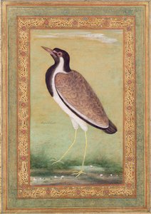 Indian Lapwing by Mansur