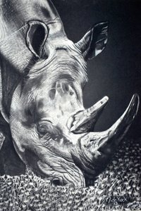 Powerful Rhino Grazing