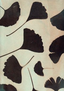 Ginkgo Biloba, 2023