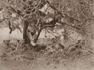 Do Lions Climb Trees? The Cameras Answer by Marcuswell Maxwell