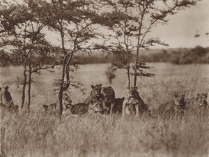 Facing the Camera, a Troop of Nine Lions at Rest by Marcuswell Maxwell