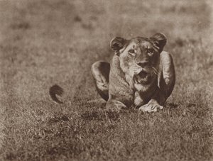 With Lashing Tail and Angry Eyes, Ready to Spring by Marcuswell Maxwell