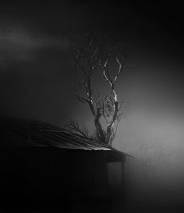 Eerie Misty Tree by Margaret Halaby