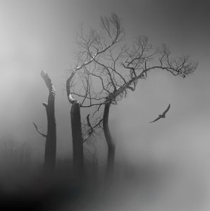 Lone Bird Misty Trees by Margaret Halaby