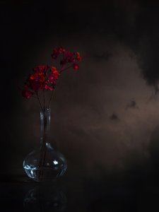 Moody Red Flowers