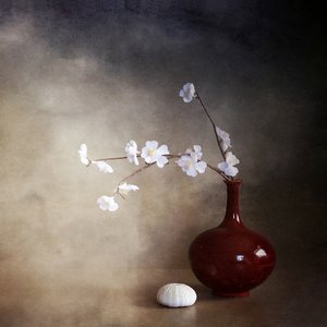 Tranquil Cherry Blossoms