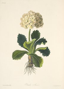 Auricula, from Floral Illustrations of the Seasons, pub. 1829