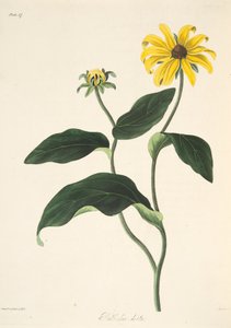 Black Eyed Susan, from Floral Illustrations of the Seasons